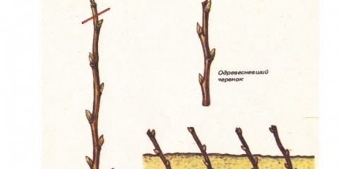 Kako razmnožiti krušku sa grane